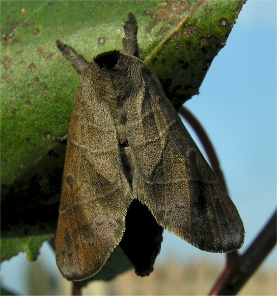 larve di lepidottero defoliatore: Clostera anastomosis